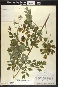 Thalictrum dasycarpum image