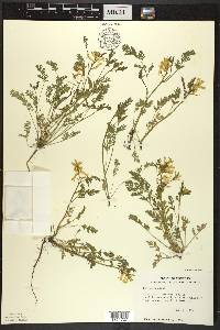 Corydalis aurea image