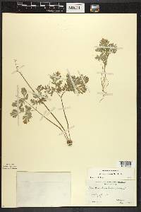 Dicentra cucullaria image