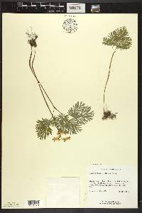 Dicentra canadensis image