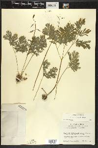 Dicentra cucullaria image