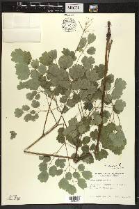 Thalictrum dioicum image