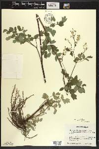 Thalictrum amphibolum image