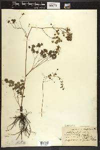 Thalictrum dioicum image