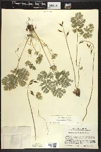 Dicentra cucullaria image