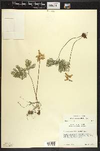 Dicentra canadensis image