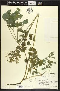 Thalictrum venulosum image