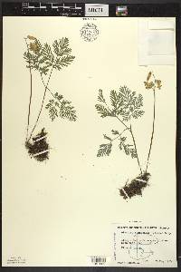 Dicentra canadensis image