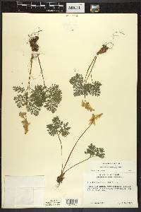 Dicentra cucullaria image