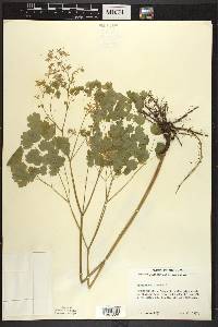 Thalictrum dioicum image