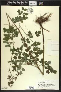 Thalictrum venulosum image