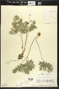 Dicentra cucullaria image