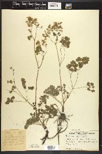 Thalictrum dioicum image