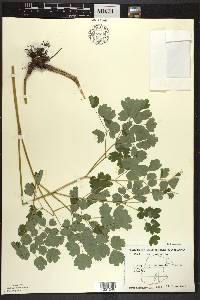 Thalictrum dioicum image