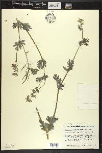 Capnoides sempervirens image