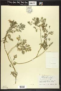 Corydalis aurea image