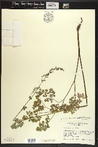 Thalictrum venulosum image