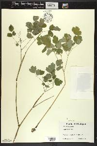 Thalictrum dioicum image