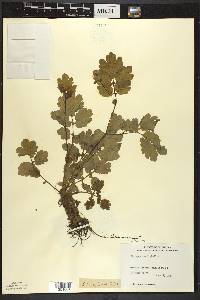 Chelidonium majus image