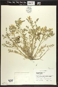 Corydalis aurea image