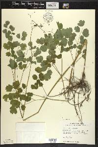 Thalictrum dioicum image