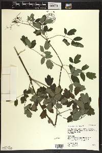 Thalictrum amphibolum image