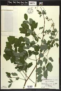 Thalictrum amphibolum image