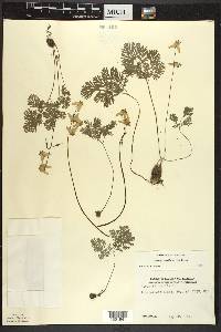 Dicentra cucullaria image