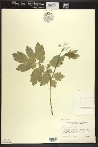 Chelidonium majus image