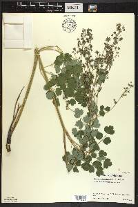 Thalictrum venulosum image