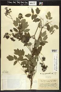 Thalictrum dasycarpum image