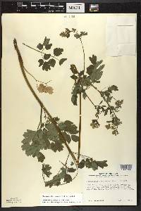 Thalictrum dasycarpum image