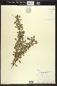 Berberis thunbergii image