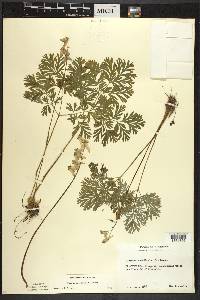 Dicentra cucullaria image