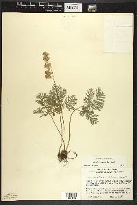 Dicentra cucullaria image