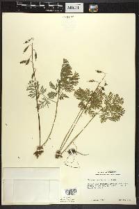 Dicentra cucullaria image