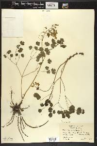 Thalictrum dioicum image