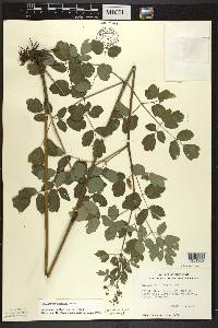 Thalictrum pubescens image