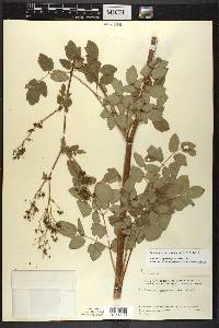 Thalictrum dasycarpum image