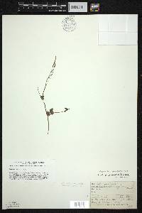 Capnoides sempervirens image