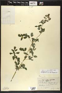 Thalictrum dasycarpum image