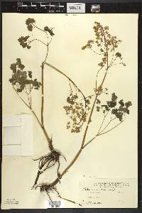 Thalictrum dioicum image