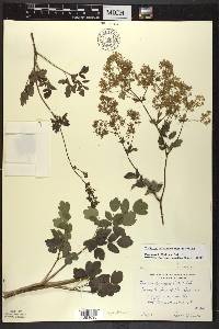 Thalictrum dasycarpum image