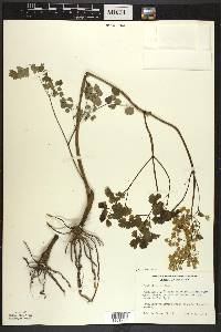 Thalictrum dioicum image