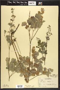 Thalictrum venulosum image