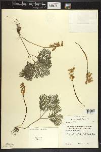 Dicentra canadensis image