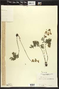 Dicentra cucullaria image