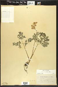 Dicentra cucullaria image