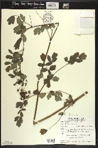 Thalictrum amphibolum image