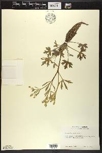 Ranunculus sceleratus image